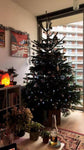 7ft Real Christmas Tree